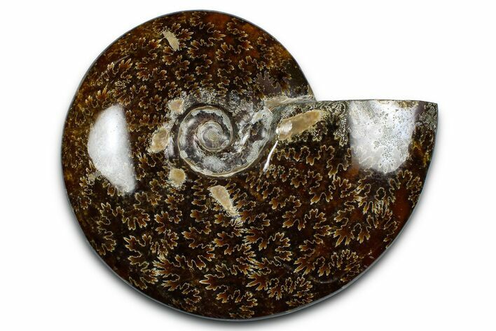 Polished Ammonite (Cleoniceras) Fossil - Madagascar #369612